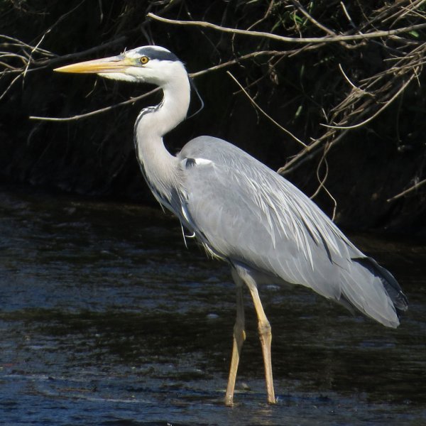 Птица Ardea cinerea