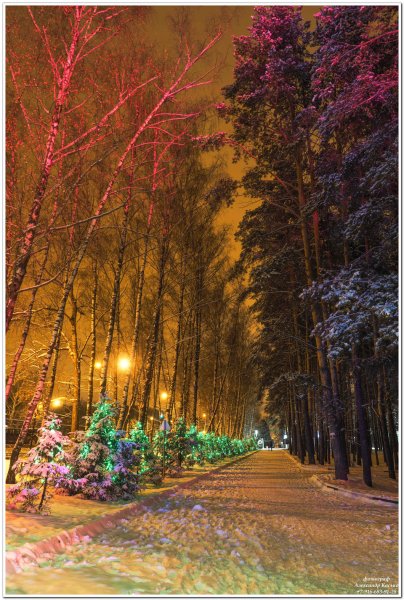 Парк ёлочки в Домодедово