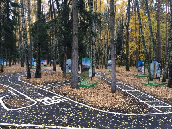 Парк елочки сцена