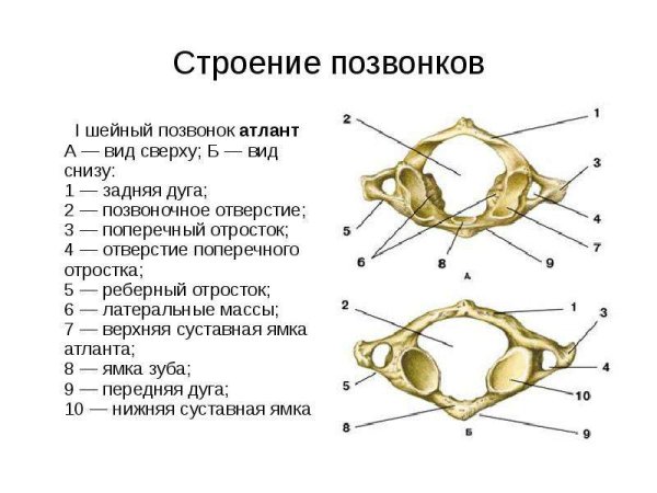 Первый шейный позвонок Атлант