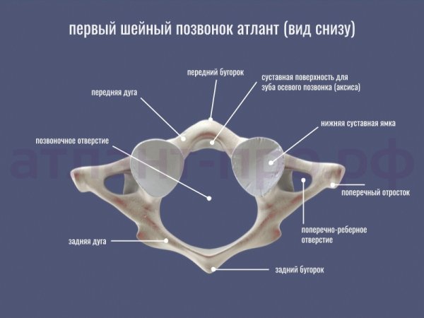 Атлант шейный позвонок анатомия