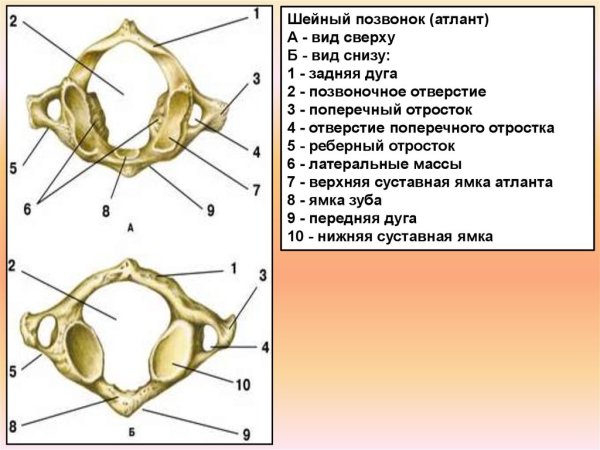 Первый шейный позвонок Атлант строение