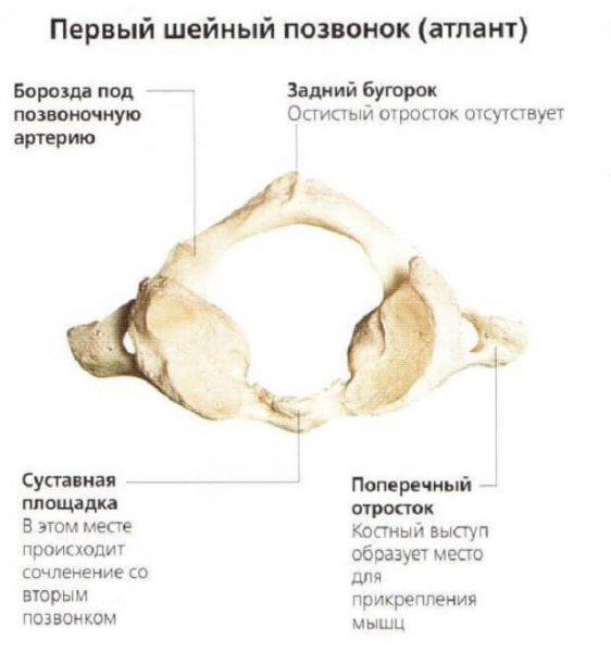Атлант шейный позвонок анатомия