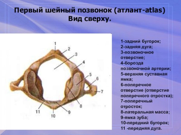 Первый шейный позвонок Атлант вид сверху