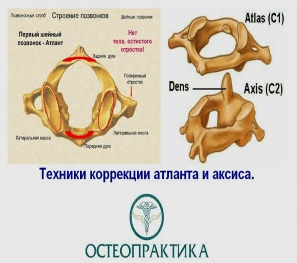 Первый шейный позвонок Атлант строение
