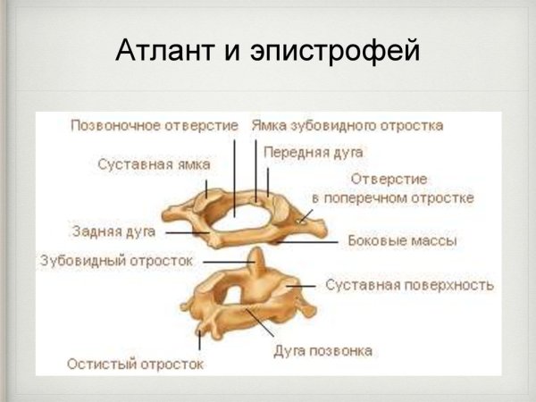 Шейные позвонки Атлант и Аксис