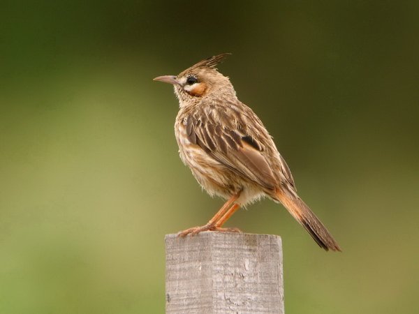 Жаворонок Lark-Bird
