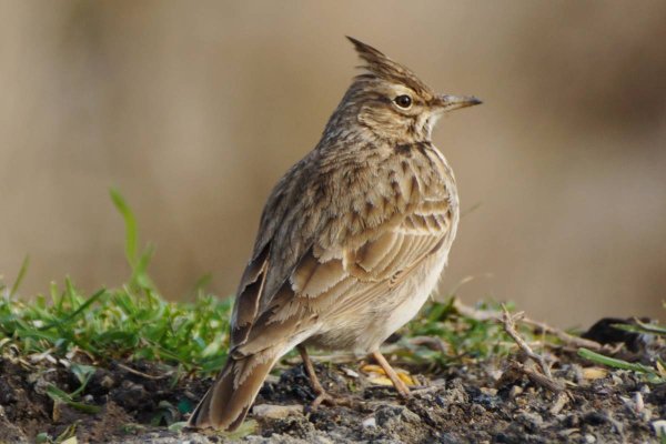 Певчие птицы Жаворонок