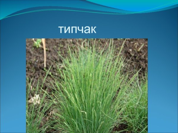 Овсяница бороздчатая Типчак