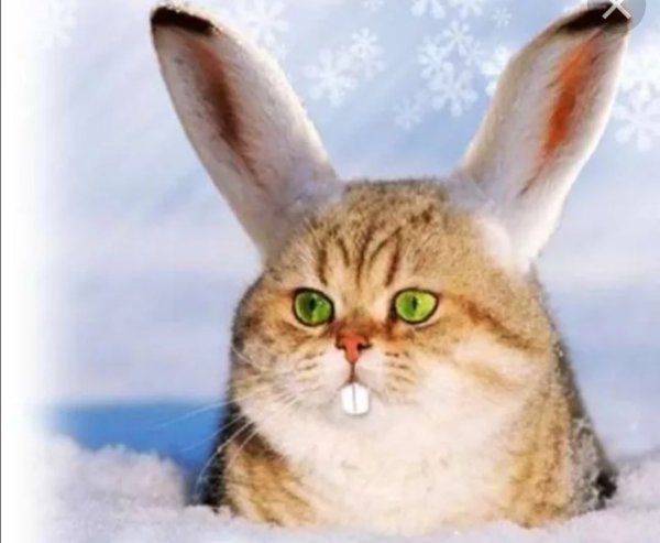 Кот с кроличьими ушами