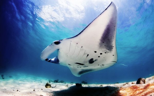 Скат Манта