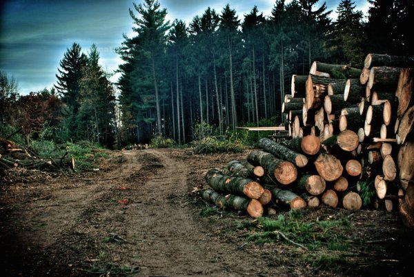 Картинки проблемы леса (46 фото)