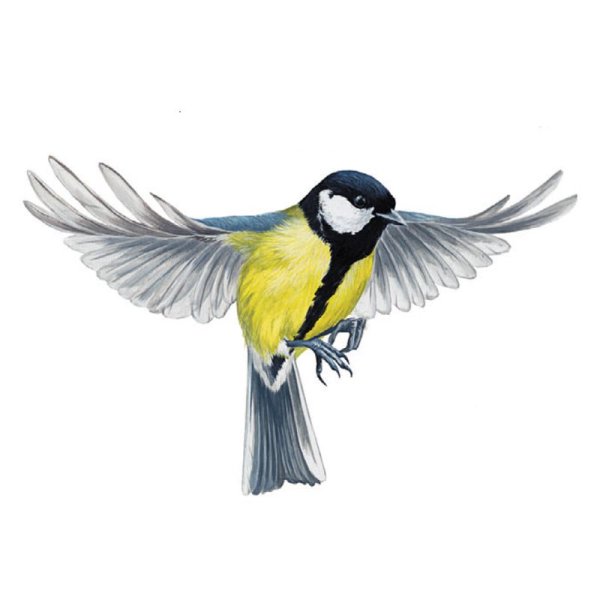 Синица птица на белом фоне