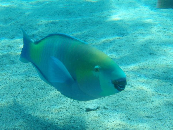 Красное море рыбки попугай