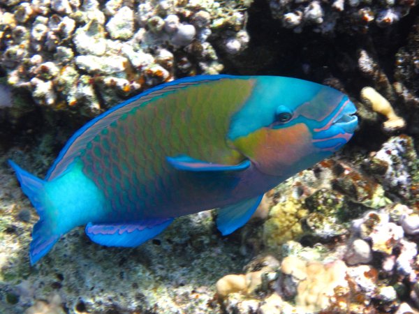 Chlorurus sordidus