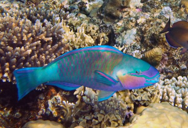 Chlorurus sordidus