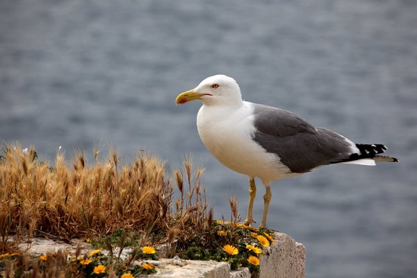 Черноморский белый Баклан