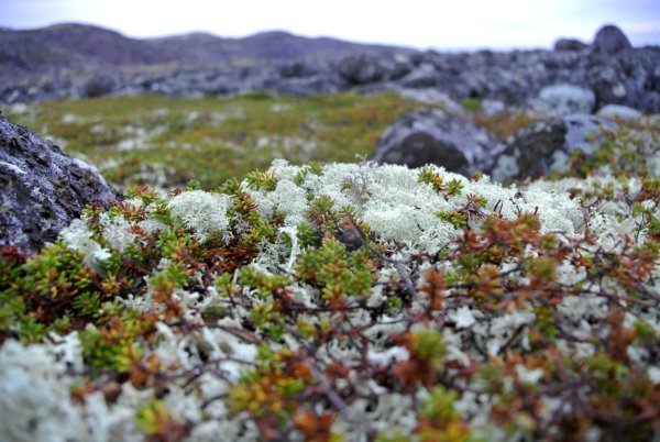 Растения арктики картинки (49 фото)