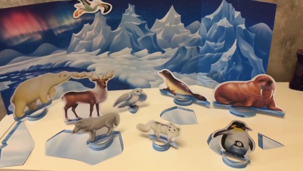 Арктика животные Арктики и Антарктики