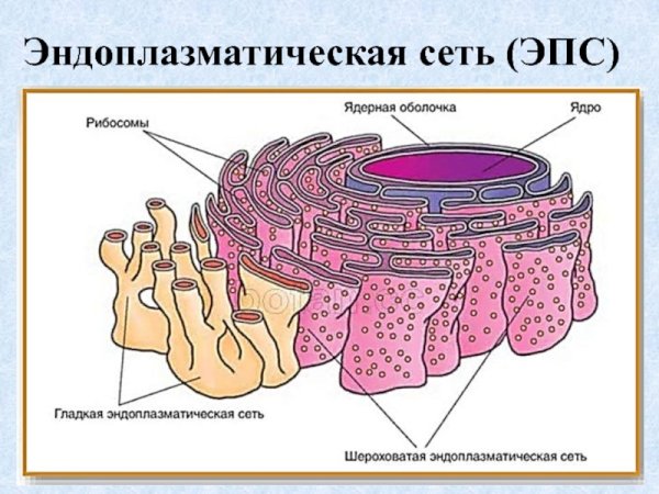 Строение ЭПС клетки