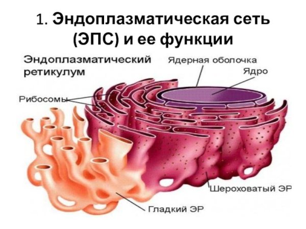 Мембраны эндоплазматической сети