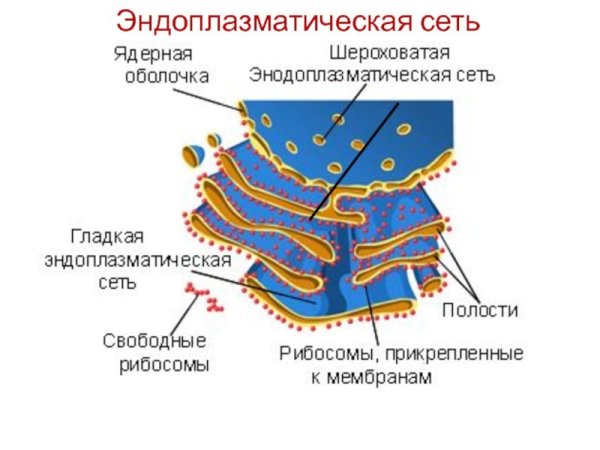 Схема строения ЭПС