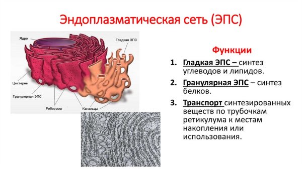 Гладкая эндоплазматическая сеть