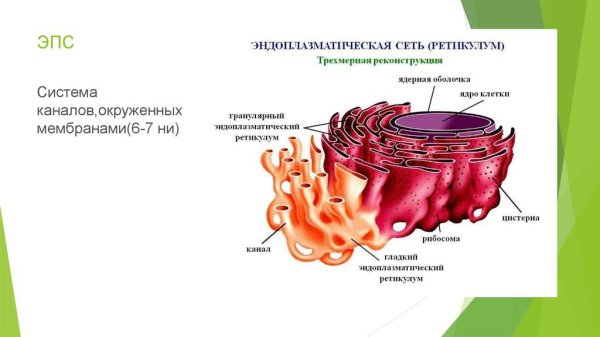 Строение эндоплазматический ретикулум клетки