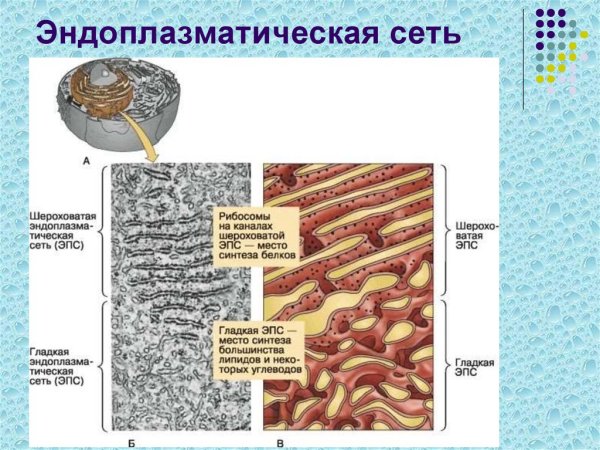 Шероховатая ЭПС строение