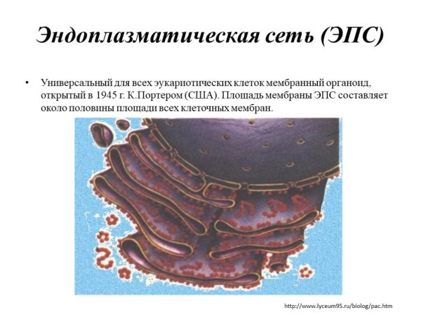 Мембраны эндоплазматической сети