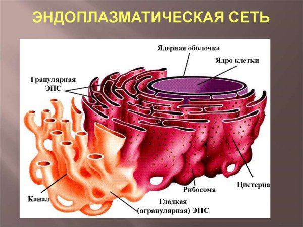 Шероховатая эндоплазматическая сеть в клетке
