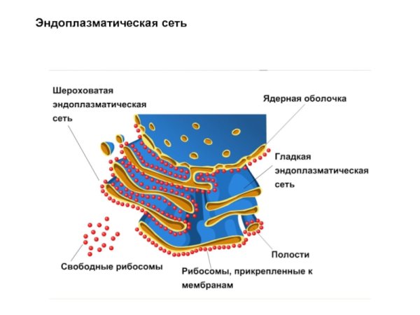 Строение эндоплазматической мембраны