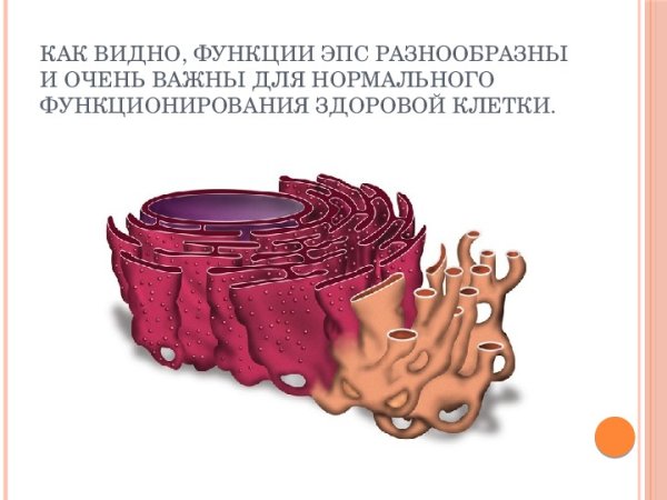 Гладкая эндоплазматическая сеть рисунок
