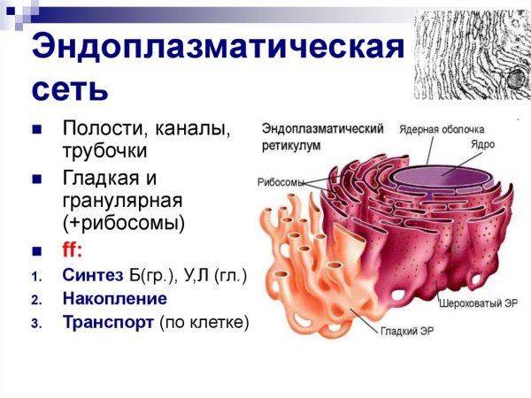 Эндоплазматическая сеть ретикулум функции