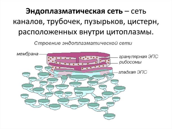 Мембрана ЭПС