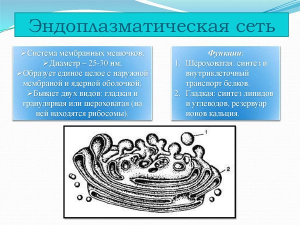 Эндоплазматическая сеть на схеме клетки