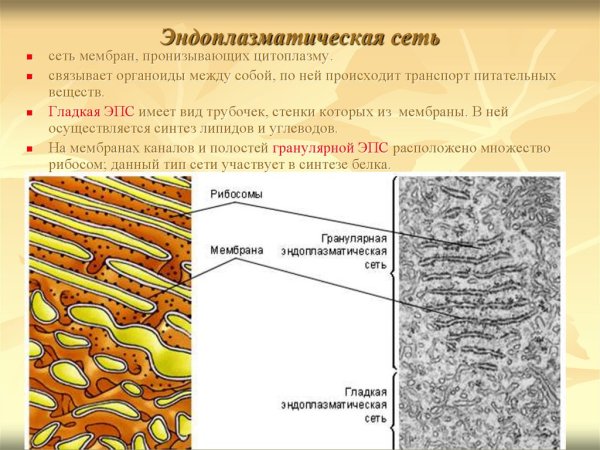Эндоплазматическая мембрана картинки (49 фото)