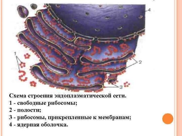 Органоиды эндоплазматическая сеть строение и функции