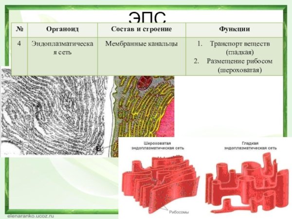 ЭПС рибосомы строение