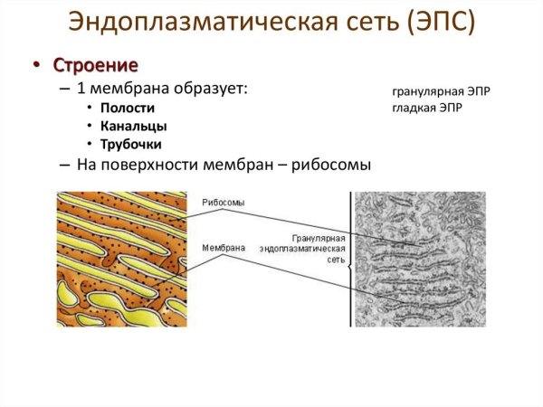 Эндоплазматический ретикулум