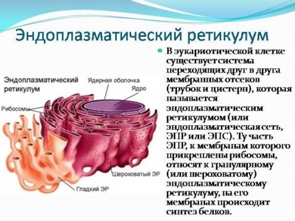 Эндоплазматическая сеть строение рисунок