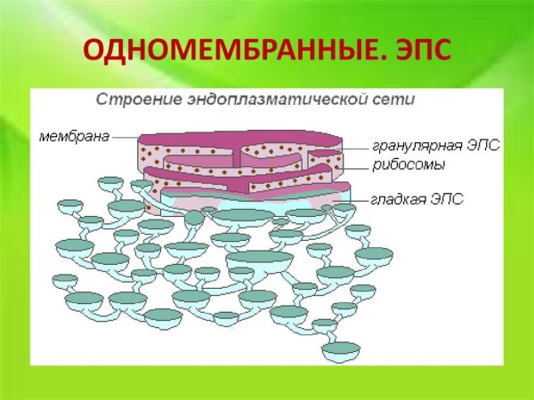 ЭПС строение и функции