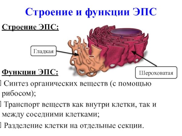 Гладкая эндоплазматическая сеть в клетке