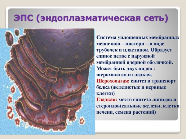Агронулярная плазматическая сеть