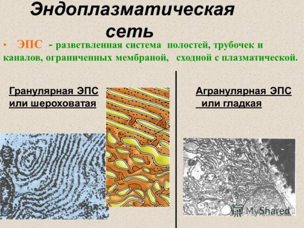 Мембраны эндоплазматической сети