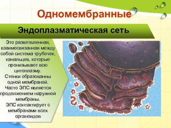 Строение ЭПС клетки