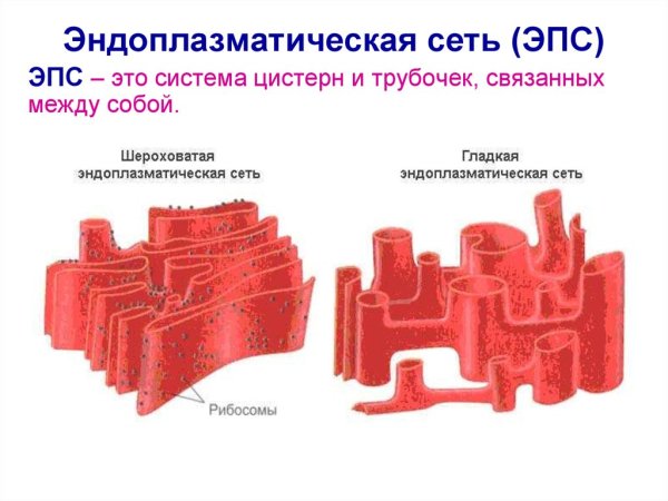 ЭПС строение органоида