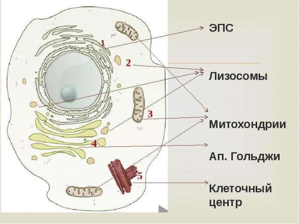 Эндоплазматическая сеть растительной клетки