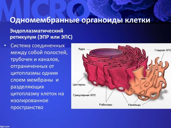 Мембрана эндоплазматического ретикулума