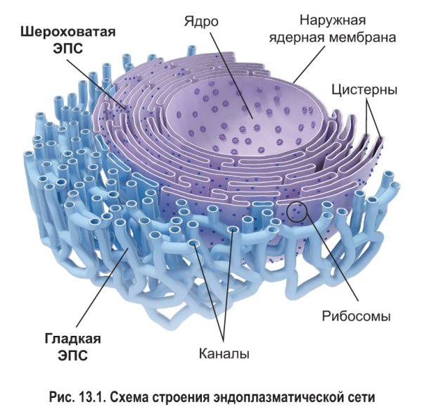 Рисунок комплекс Гольджи клетки